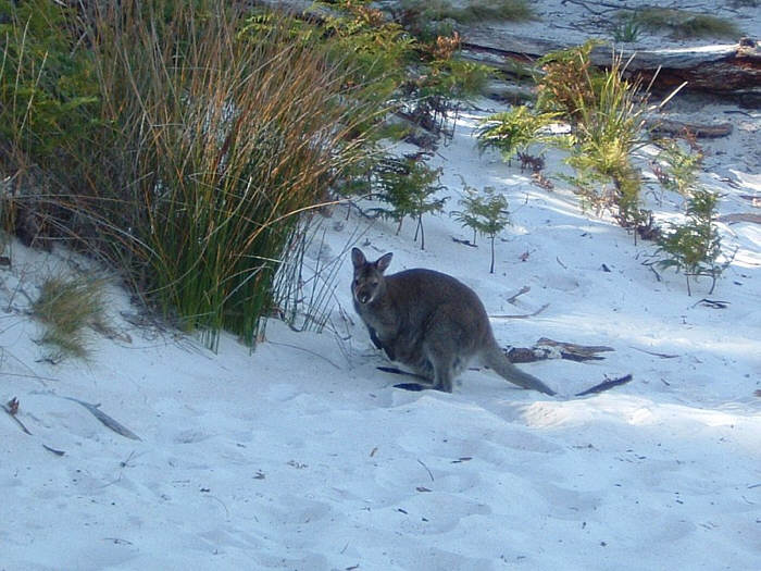 44 Tasmania.jpg